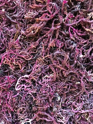 WOTNATURAL PURPLE Organic Sea Moss Gracilaria Wild Crafted Dr Sebi Grade Sea Moss St Lucian