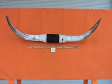 MOUNTED STEER BULL HORNS 4' 8" tip-tip Bases 14 1/4" COW BULL HORN LONGHORN 984