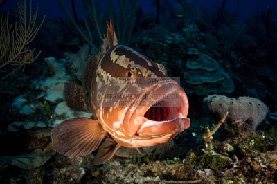 NASSAU GROUPER LOS INDIOS CUBA 2020 4X6 POSTCARD PHOTO
