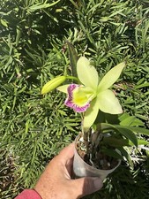 Brassocattleya Hawaii Stars Nodosa Orchid plant Blooming 4&rdquo; FRAGRANT