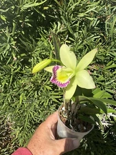 Brassocattleya Hawaii Stars Nodosa Orchid plant Blooming 4” FRAGRANT NF