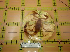 Taxidermy Scorpion Resin Paperweight Glitter Lucite Specimen Curio Oddity