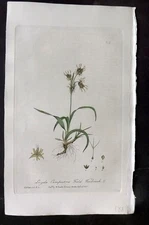 Baxter 1840 Hand Col Botanical Print. Field Wood Rush 379