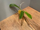 Slc. Jewel Box `Yellow' RARE Cattleya Orchid Plant — photo 5