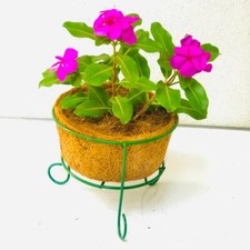 Fibra di Cocco Coir Nuovo Vaso Stand Interno Esterno Piante Semi Coltivatori Cesti Eco