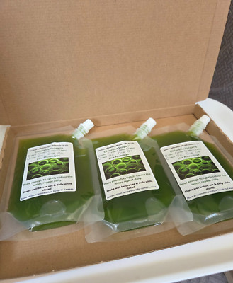750ml Grünwasser - Aquarium Filter Futterfutter - Chlorella Algen Lebendkultur