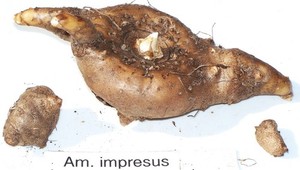 Amorphophalus impressus  , Rare aroid