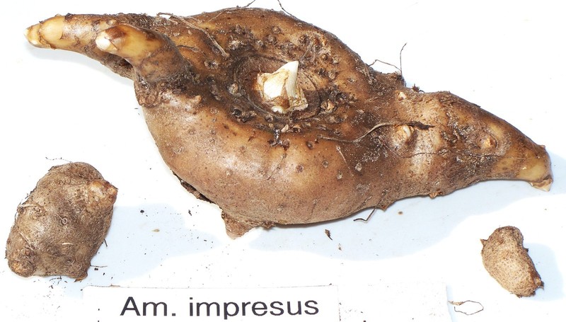 Amorphophalus impressus  , Rare aroid