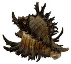 OBO🌊🐚Natural 2.5" MUREX BRUNNEUS (CHICOREUS BRUNNEUS) SEA SPIKY SHELL SEASHELL — photo 5