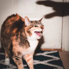 Riley - Keep Your Cool [Blue, Yellow & Red Vinyl] NEW Vinyl