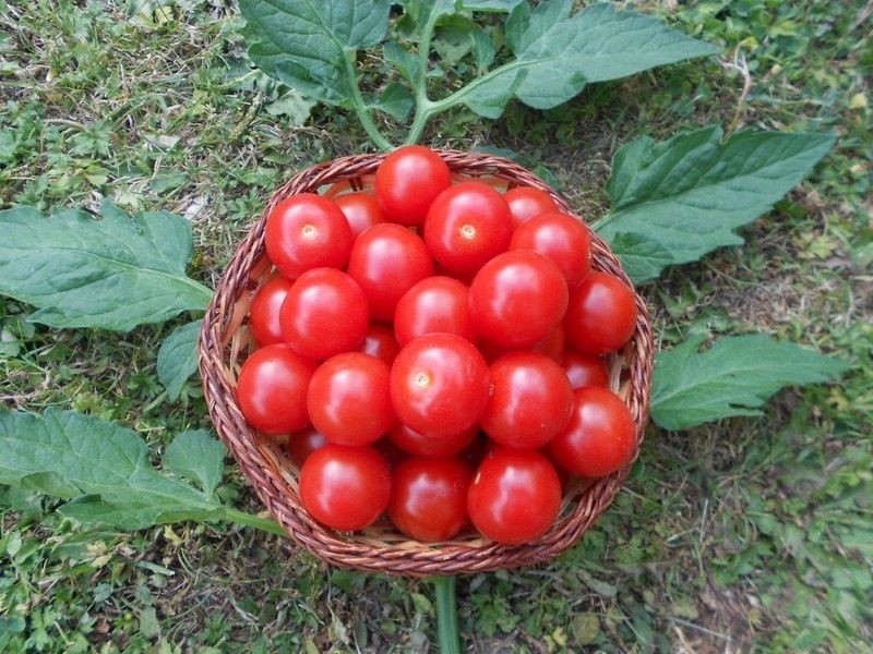 Honigtomate Pflanze für die Wohnung drinnen Zimmerpflanze gross Tomatensamen #
