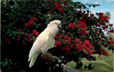 Snowball, Sarasota Jungle Gardens, Florida, August 22, 1965, Abraham Postcard