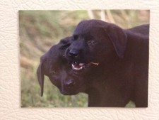 Black Lab Puppies Playing With Stick Labrador Dog Fridge Magnet 3.75'' x 2.75''
