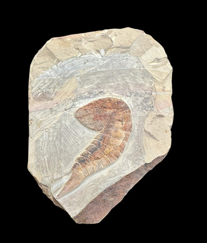 Rare Cambrian–Ordovician Aglaspid Fossil – Ancient Marine Arthropod, 500 myo