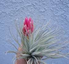 Tillandsia Houston Cherry Princess Air Plants
