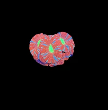 WYSIWYG Red and Green Asian Acan Lord Live Coral Frag SPS LPS Reef Aquarium