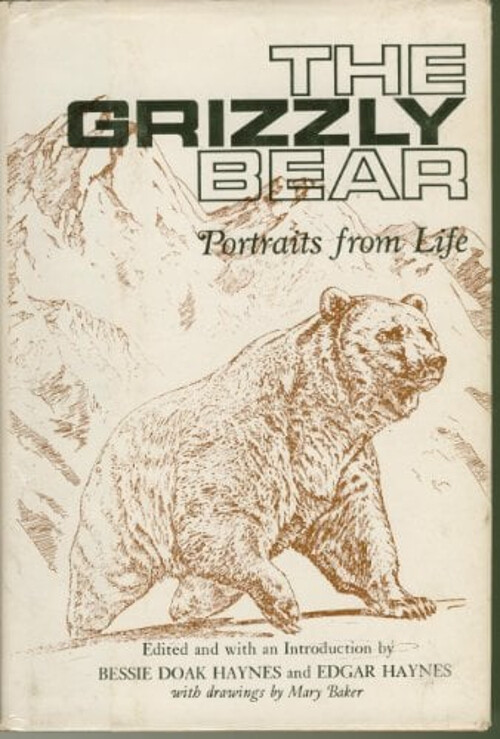 Grizzly Bear Portraits Capturing Wild Life Up Close
