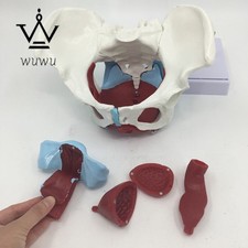 Female Pelvic Uterus Muscle Organ Anatomy Model