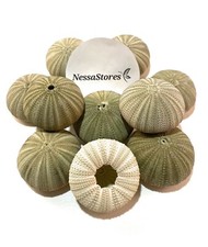 Green Sea Urchins Seashells Beach Wedding Nautical Craft 1"- 2" (24 pcs) #JC-029