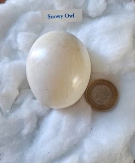 Replica Bird Egg Snowey Owl