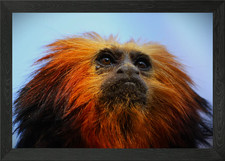 Golden Lion Tamarin Portrait Framed Wall Art Poster Canvas Print Picture