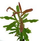 Foto 4 di 5