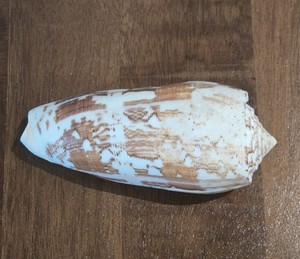 Large Conus Striate Cone Natural Shell Seashell Rare Real Beach Decor 4.75" 