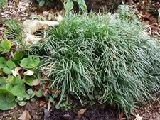 Mondo Grass (Ophiopogon japonicus) 3.5 inch pots. (60)