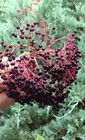 Elderberry Bush — photo 5