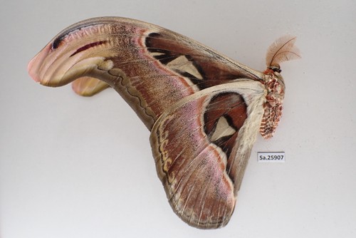 SA25907. Unmounted insect: Attacus atlas. North Vietnam. - Imagen 3 de 3