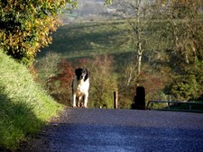 Foto 6x4 Kreuzhund, Killadroy Roscavey von hier gezoomt [[5578936]] c2017