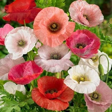 Mother of Pearl Poppy Seeds for Planting - 500 Pcs Annual, Drought-Tolerant &...
