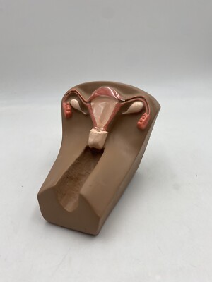Simulatore Posizionamento IUD Gaumard SIMA – Modello 27B S506 – Ostetricia