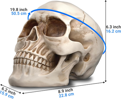 Life Size Resin Skull, Large Size Adult Skull Head Model for Home 