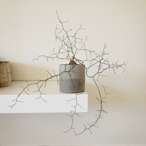 Schizobasis Intricata 5 Seeds Ebay