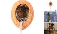 Walnut Skin Spider Shelter - Magnetic Jumping Spider Habitat, Walnut Peel Oval
