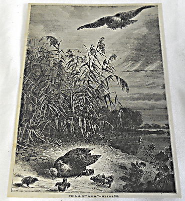 1882 magazine engraving ~ THE CALL OF DANGER ~ Hawk swoops down on baby birds