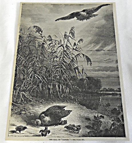 1882 magazine engraving ~ THE CALL OF DANGER ~ Hawk swoops down on baby birds