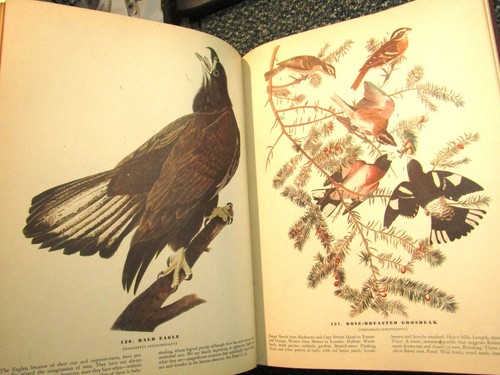 John James Audubon Birds of America Hardcover Buch ~ 1940 - Bild 6 von 11