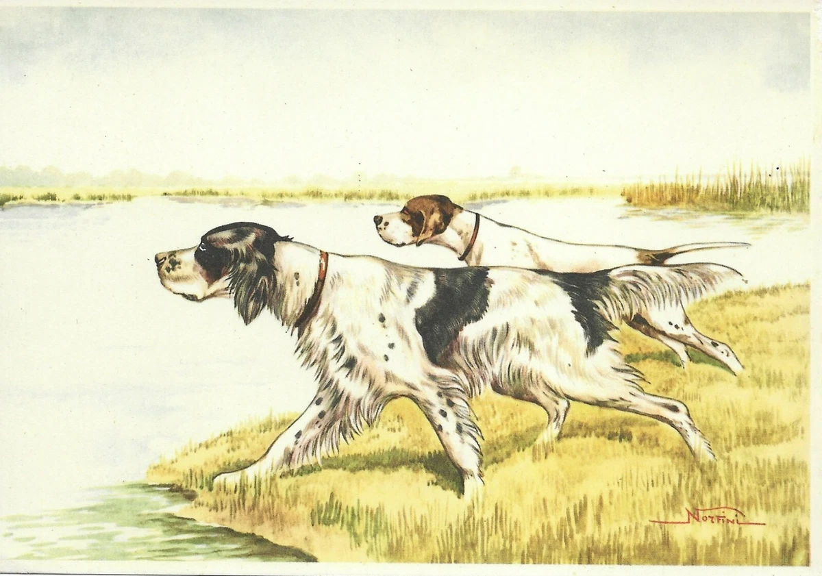 English Setter Pointing Drawing