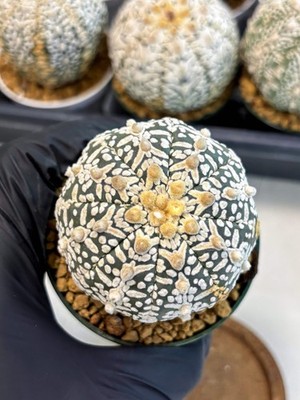 Astrophytum V-Type (at6) (b1) | Rare Star Cactus