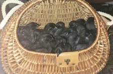 5+ Ayam Cemani Hatching Eggs High Fertility. Only Fresh Eggs Shipped