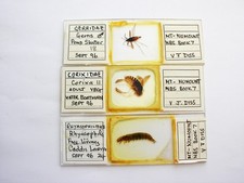 3 Vintage Microscope Slide. Pond Skater, Caddis Larva, Water Boatman, by V.Diss