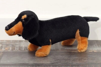 Dachshund Dog 12