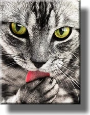 Cat Licking Paw Picture on Stretched Canvas, Wall Art Décor, Ready to Hang!