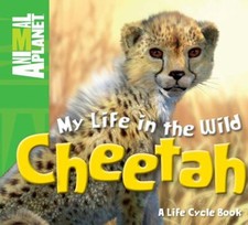 My Life in the Wild: Cheetah : Cheetah Animal, Whitfield, Phil AN