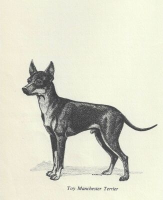 Manchester Terrier - CUSTOM MATTED - 1964 F.W. Davis - Vintage Dog Art Print 