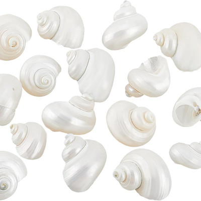 16pcs Natural Spiral Shell Beads, 0.8~1.1 Inch Mouth Turbo Seashells Undrille...