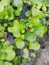 10 MEDIUM VARIEGATED LIVE WATER HYACINTHS  FREE SHIPPING 
