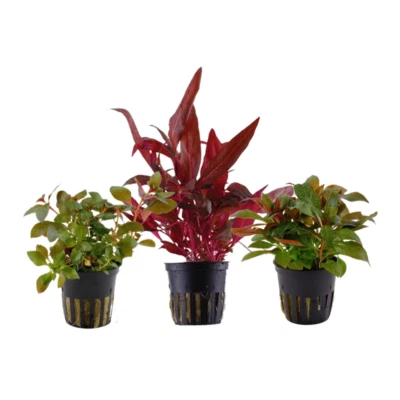 AquaOne Nr.102 Set De Plantes Aquarium Avec 3 Plantes Rouges, Eau Douce - Photo 1/4